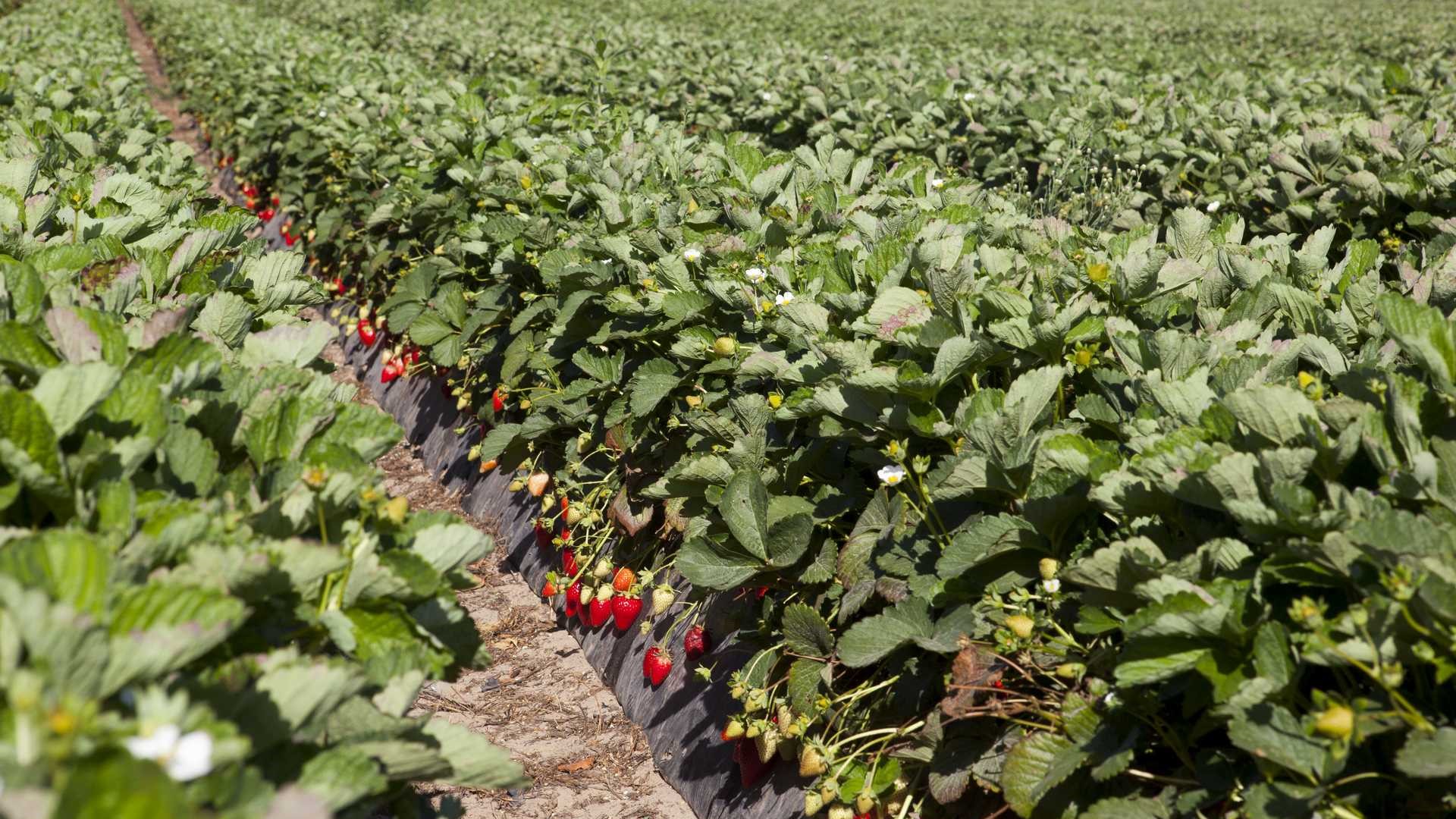 variedades fresas huelva